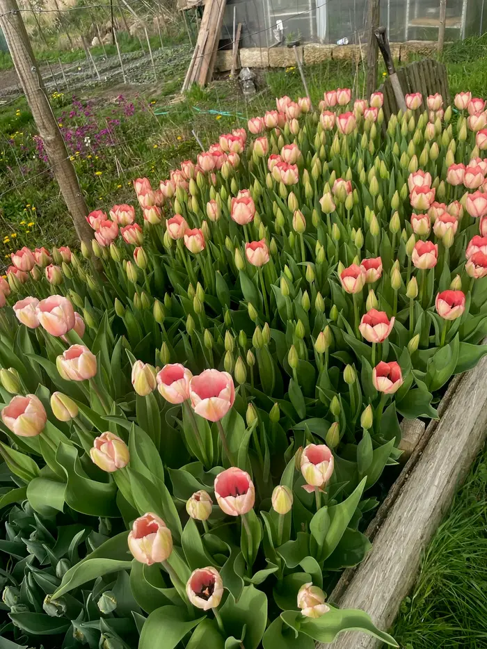 Záhon rozkvetlých tulipánů na jarním poli